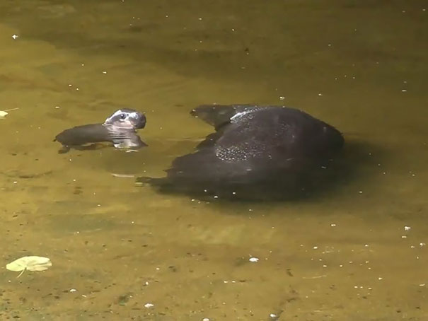 cute-baby-pygmy-hippopotamus-obi-melbourne-zoo-australia-11