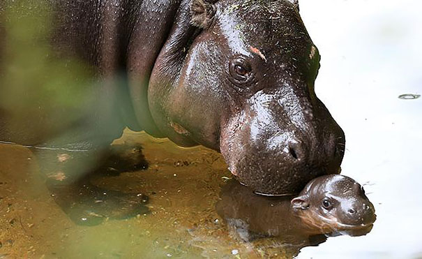 cute-baby-pygmy-hippopotamus-obi-melbourne-zoo-australia-3