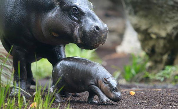 cute-baby-pygmy-hippopotamus-obi-melbourne-zoo-australia-4