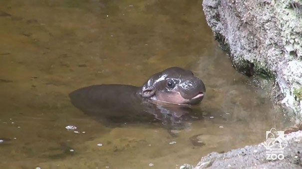 cute-baby-pygmy-hippopotamus-obi-melbourne-zoo-australia-7