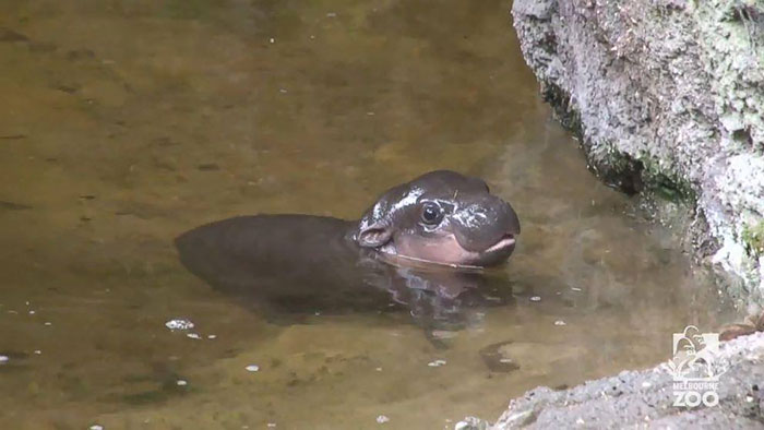 Endangered Baby Pygmy Hippo Takes First Public Swim In Australia’s Zoo