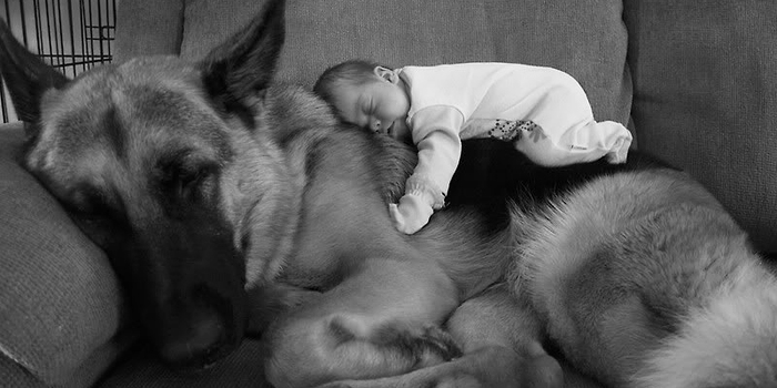 cute-big-dogs-and-babies-fb__700.jpg