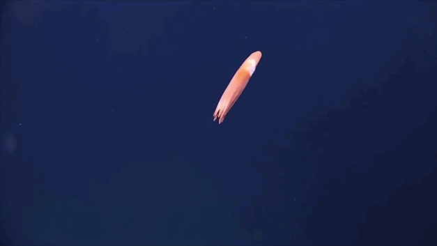 Strange Never-Before-Seen Sea Creatures Discovered 20,000 Feet Under The Sea