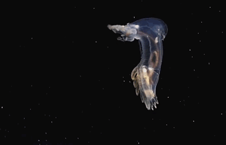 deep-sea-creatures-new-species-okeanos-explorer-6