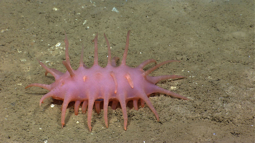 Strange Never-Before-Seen Sea Creatures Discovered 20,000 Feet Under The Sea