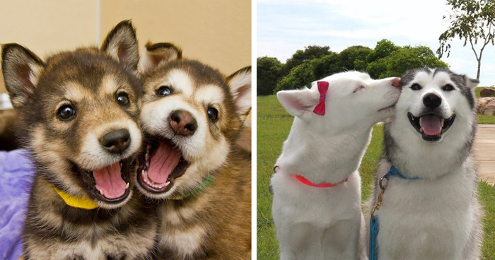 232 Dog Best Friends That Can't Be Separated | Bored Panda