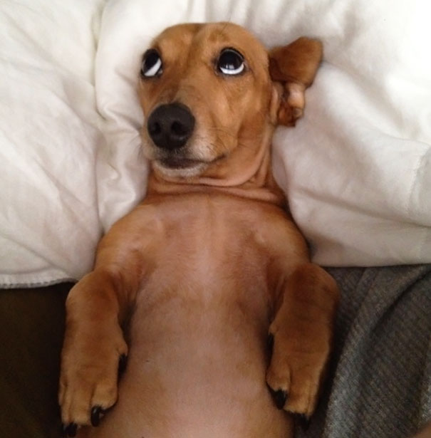 Dog In Bed