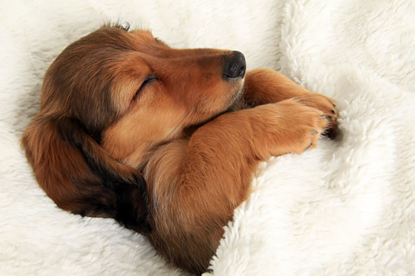 50 Sleepy Dogs Who're Definitely Not Letting You Sleep In Your Bed Tonight  | Bored Panda