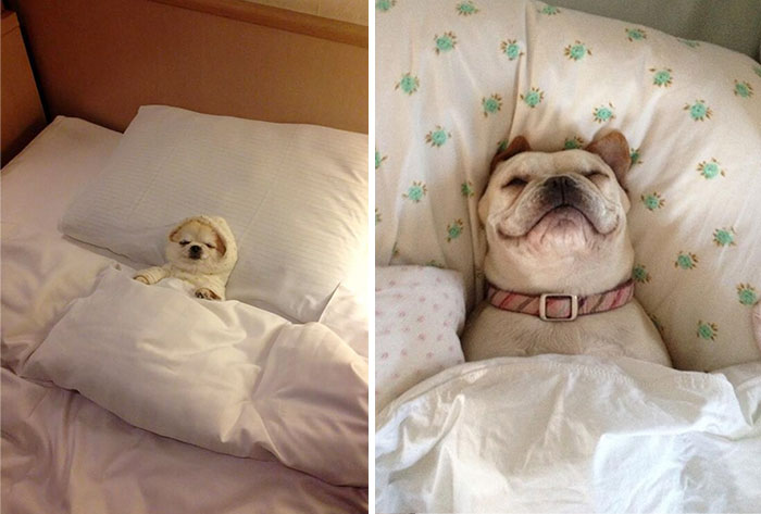 50 Sleepy Dogs Who’re Definitely Not Letting You Sleep In Your Bed Tonight