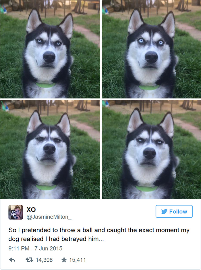 Owner Pretends To Throw Ball And Captures The Exact Moment Dog Realizes He Was Betrayed