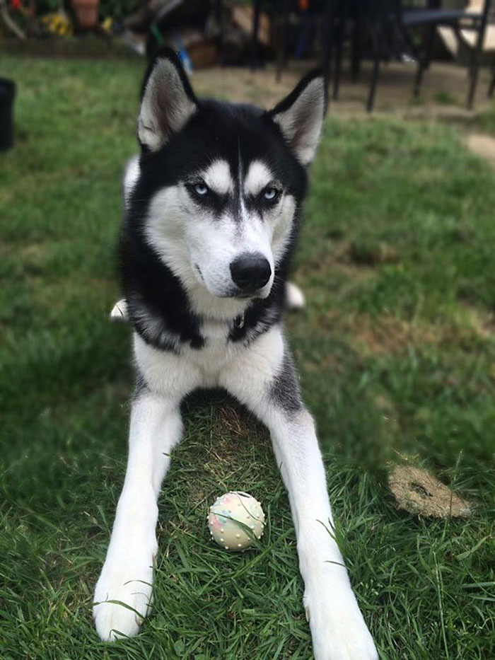 Owner Pretends To Throw Ball And Captures The Exact Moment Dog Realizes He Was Betrayed
