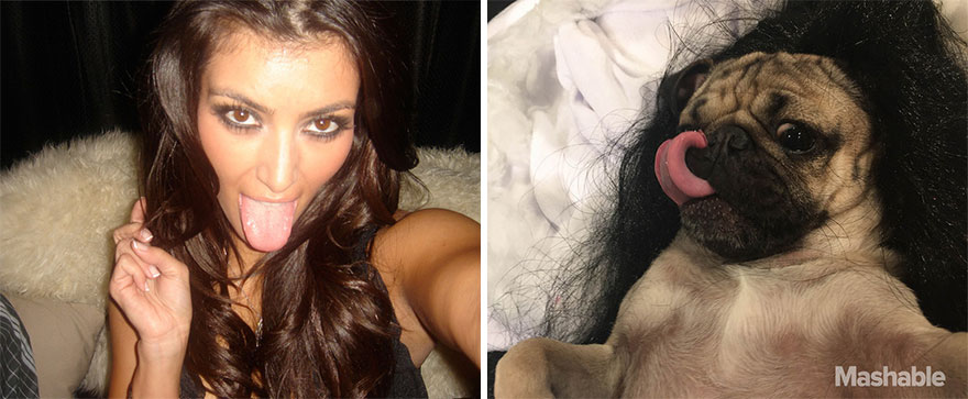 doug-the-pug-recreates-kim-kardashian-selfies-4