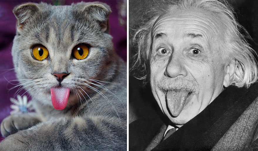 Meet Melissa, The 'Einstein' Cat Who Loves To Stick Her Tongue Out