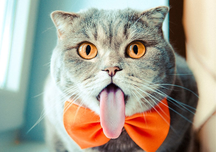 Meet Melissa, The ‘Einstein’ Cat Who Loves To Stick Her Tongue Out