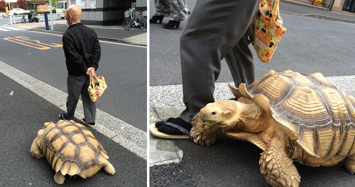 World S Most Patient Pet Owner Walks His Giant Tortoise Through Streets Of Tokyo Bored Panda,Cymbidium Orchid White