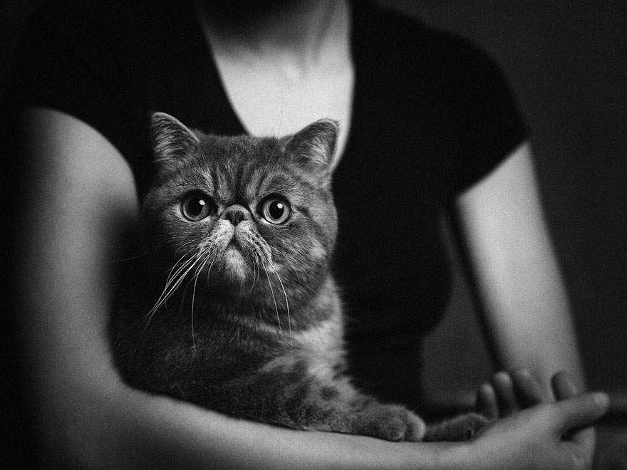 Expressive Animal Portraits Reveal Their Strong ‘Human’ Emotions