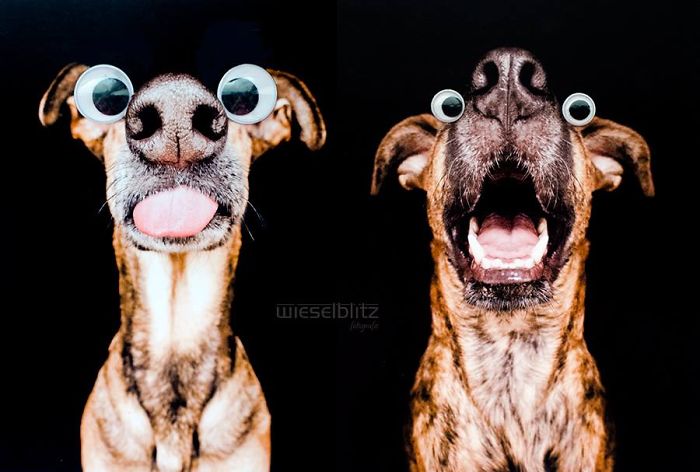 New Expressive Dog Portraits By Elke Vogelsang