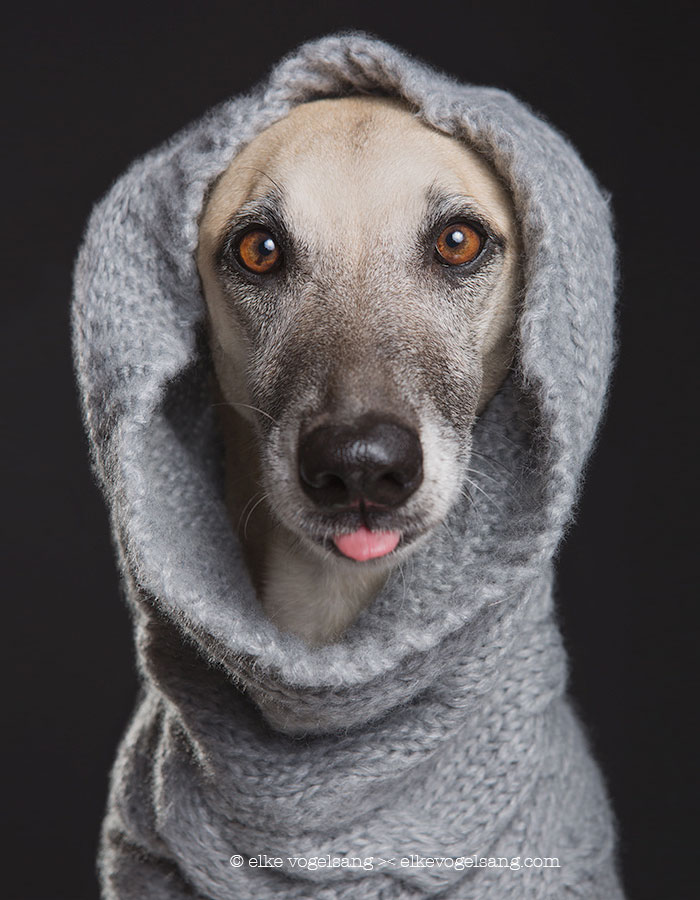 New Expressive Dog Portraits By Elke Vogelsang