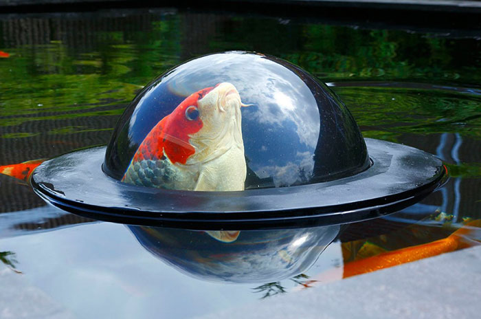 Floating See-Through Dome Lets Fish Look At The Outside World