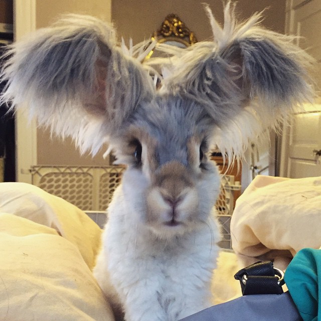 Meet Wally, The Bunny With The Biggest Wing-Like Ears