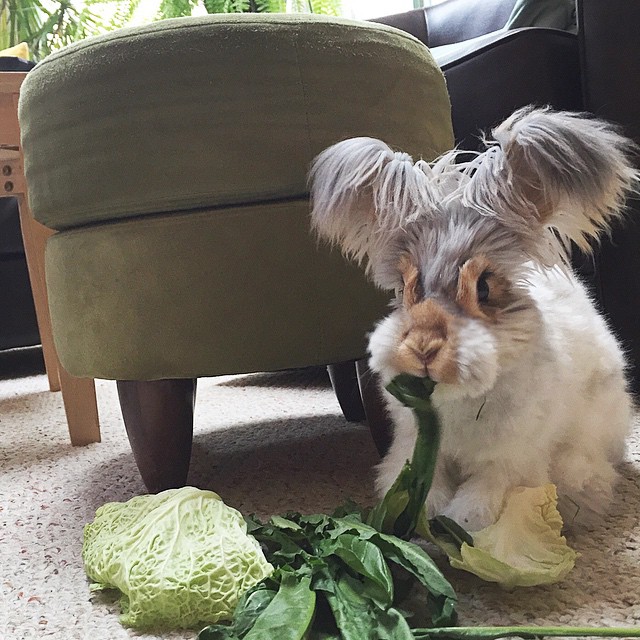 Meet Wally, The Bunny With The Biggest Wing-Like Ears