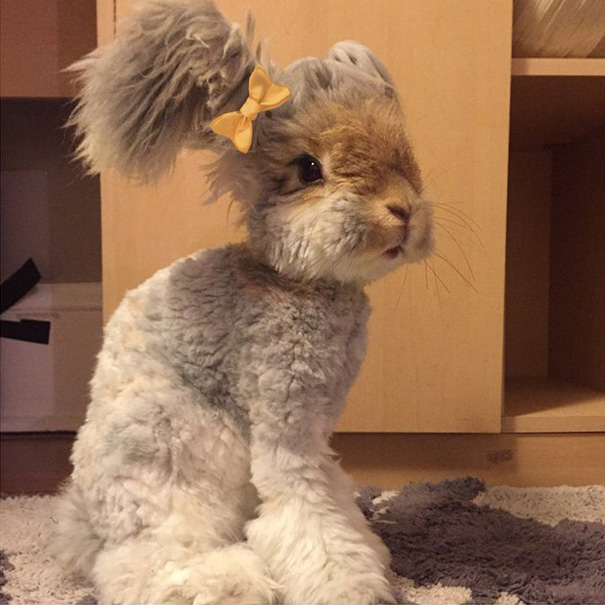 haircut-rabbit-angora-wally-5