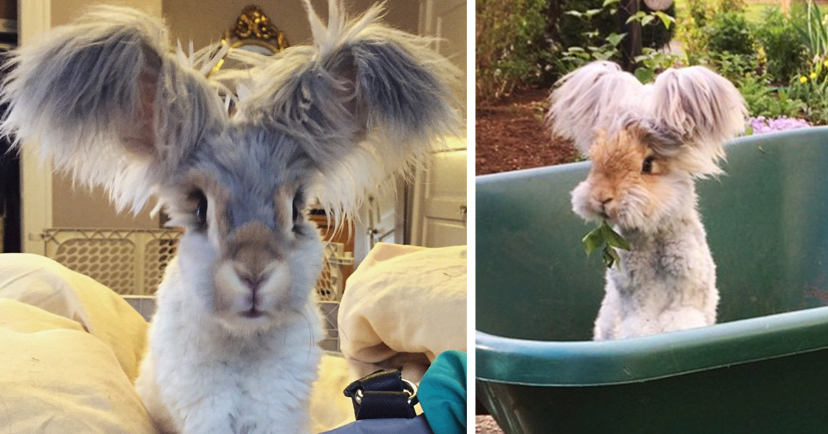 Meet Wally, The Bunny With The Biggest Wing-Like Ears | Bored Panda