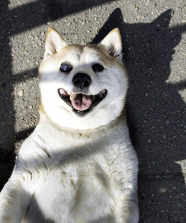 Meet Cinnamon, The World's Happiest Dog Who Never Stops Smiling Despite Her Illnesses