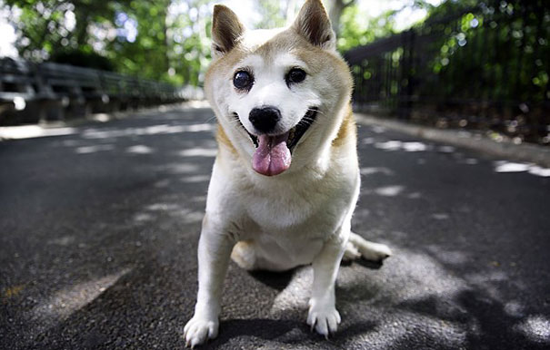 Meet Cinnamon, The World's Happiest Dog Who Never Stops Smiling Despite Her Illnesses