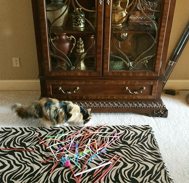 My Cat, Twix, Steals Straws Then Loses Them Under The Curio
