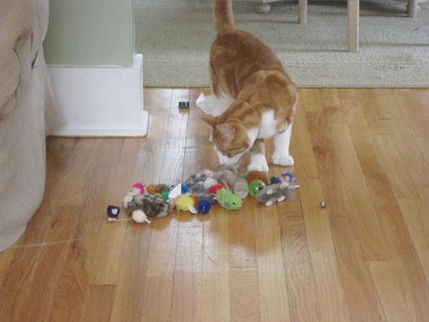 Last Week I Learned That Our Cat Was Stashing His Toys Under The Old Couch In The Living Room