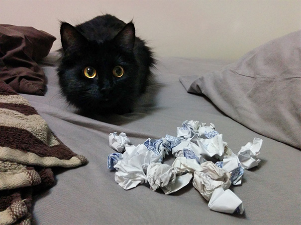 So Our Kitten Has Been Hoarding Balled-Up Receipts Behind The Bed And I Found Her Stash