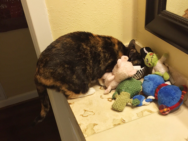 My Cat Steals My Dogs Toys And Surrounds Her Food Bowl With Them