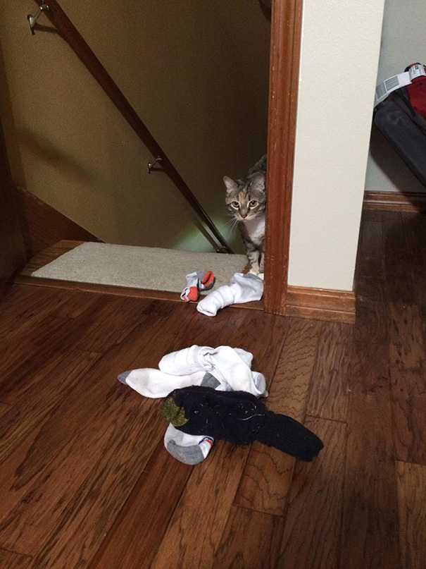 My Cat Brings Me Socks Whenever I Don't Pay Attention To Her To Try To Win My Approval