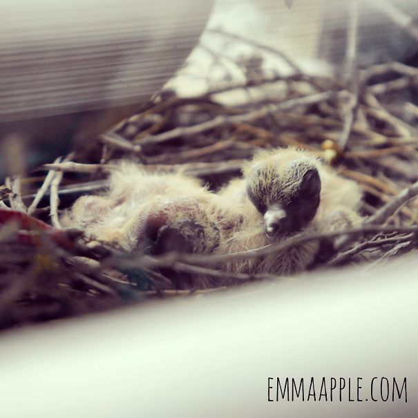 Doves Nest Between Window And Bug Net.