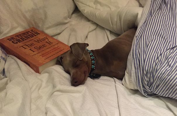 A Little Bed-time Reading Tired Ralphie Out.