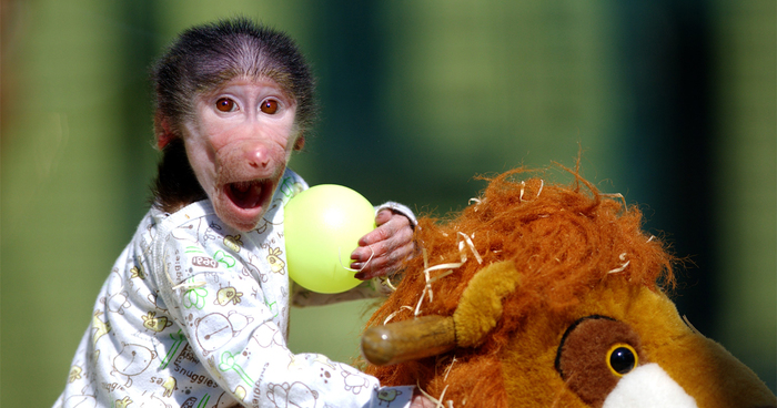 Cute Baby Monkey From Skopje Zoo Gets Treated Like A Child Bored Panda