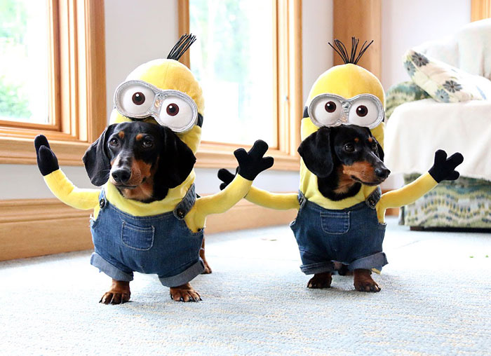 Wiener Dog Minions Look Ridiculously Awesome In These DIY Costumes
