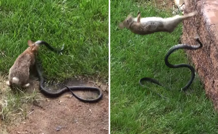 Mother Rabbit Fights Big Black Snake To Protect Its Baby Bunnies