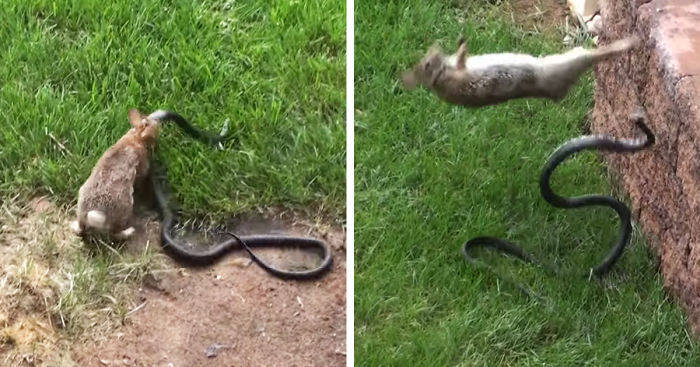 Mother Rabbit Fights Big Black Snake To Protect Its Baby Bunnies | Bored  Panda