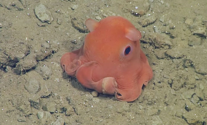 This Octopus Is So Adorable That Scientists Might Name It ‘Adorabilis’
