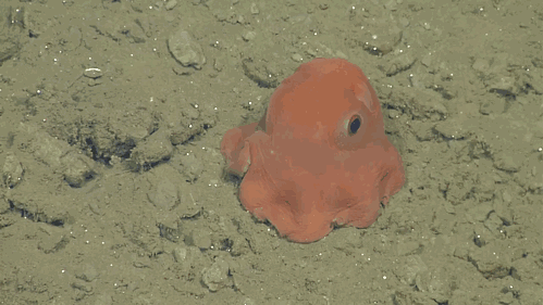 This Octopus Is So Adorable That Scientists Might Name It 'Adorabilis'