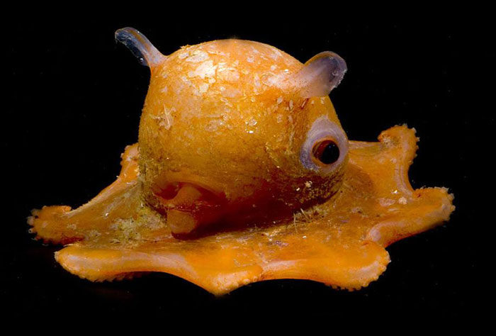 This Octopus Is So Adorable That Scientists Might Name It 'Adorabilis'