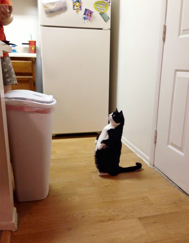 A Friend Of Mine Just Adopted This 6-Year-Old Cat, And This Is How She Waits For Her Food
