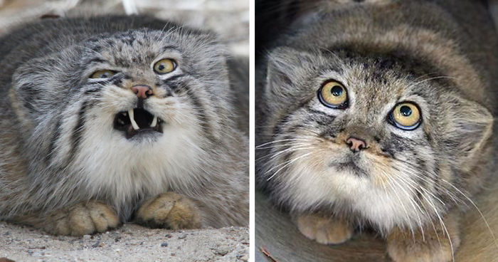 47 Inspirasi Terpopuler Pallas Cat Expressions 47 Inspirasi Terpopuler Pallas Cat Expressions