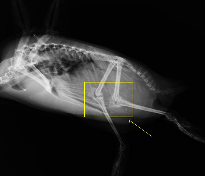 Apparently, Penguins Have Knees Hidden Beneath Their Feathers