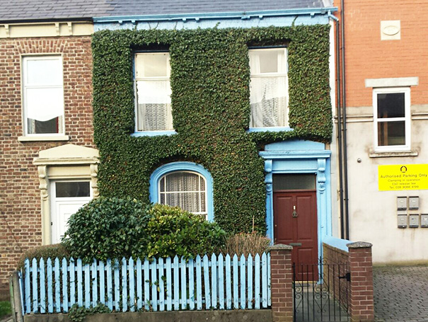The Neatness Of The Ivy On This House In Belfast