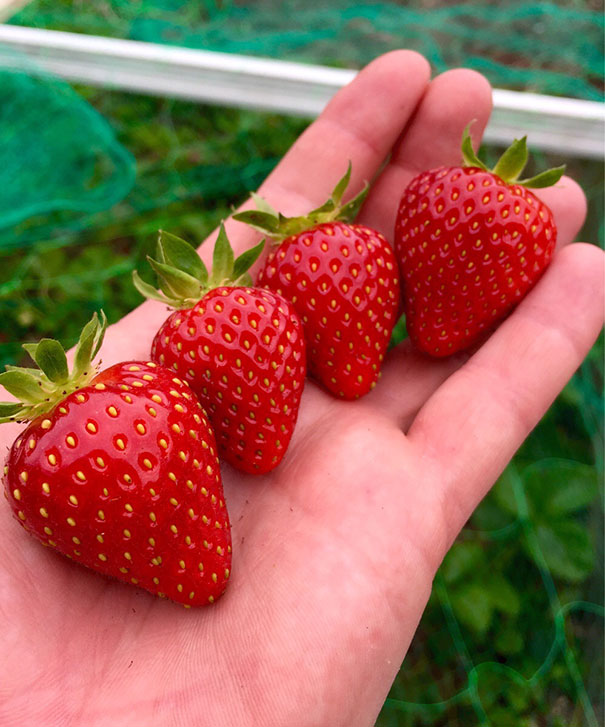 Picked Some Near Perfect Strawberries