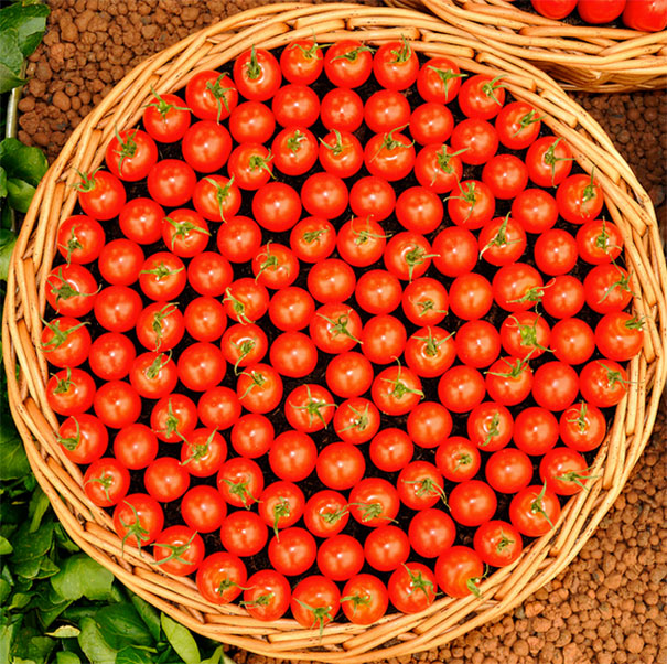 The Arrangement Of These Tomatoes