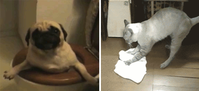 Funny Pets Helping With The House Cleaning
